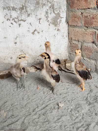 Aseel chicks
