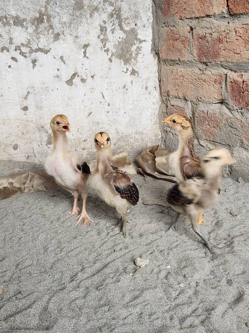 Aseel chicks 1