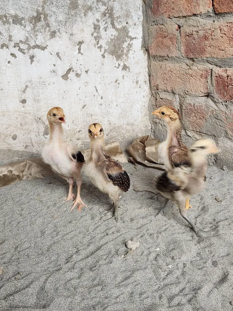 Aseel chicks — photo 2