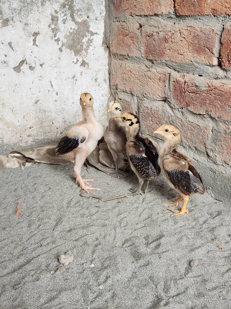 Aseel chicks 2