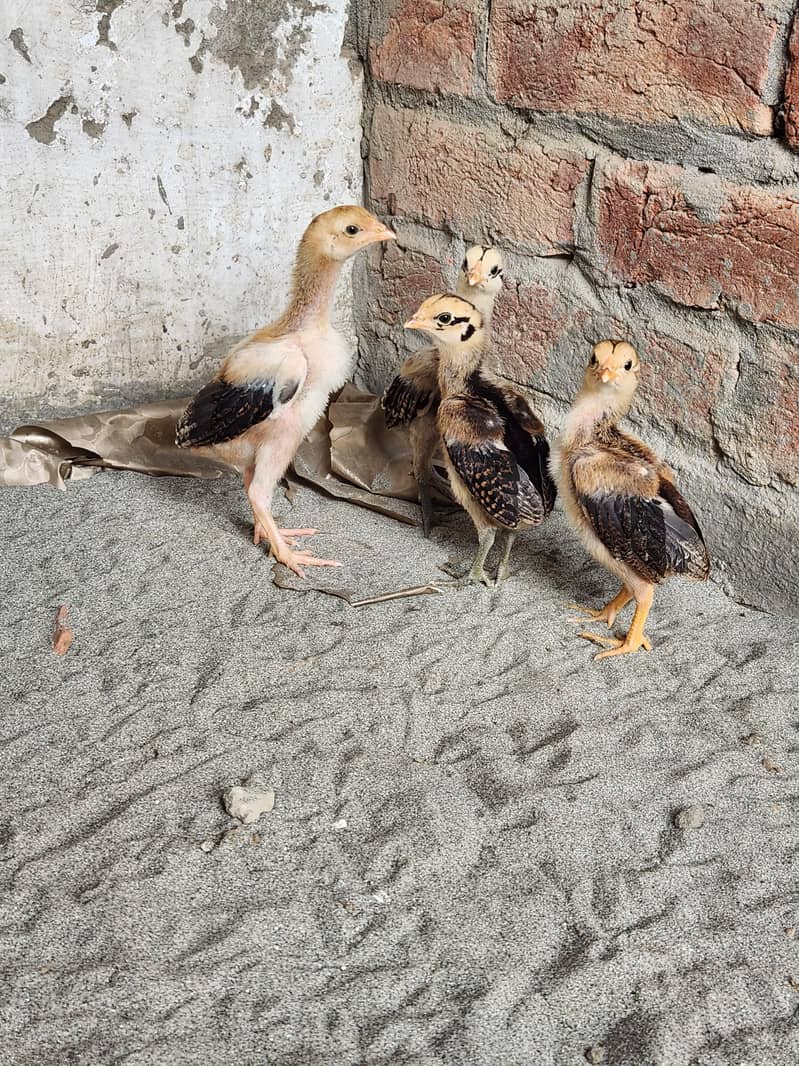 Aseel chicks 3