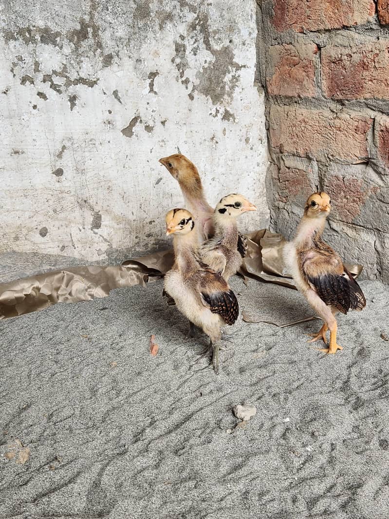 Aseel chicks 4