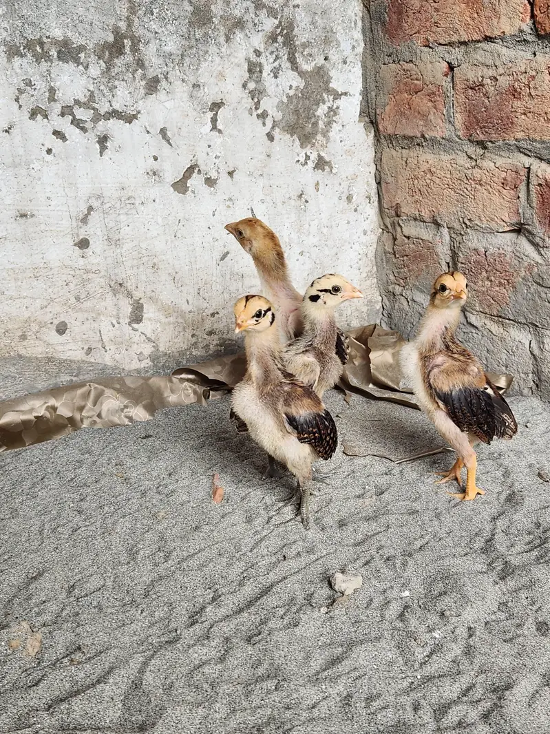 Aseel chicks — photo 5