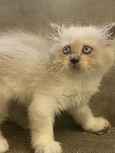 Persian kittens For Sale