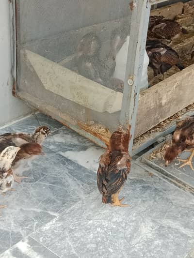 1 month aseel chicks for sale