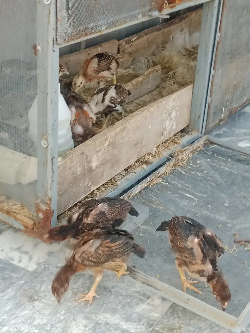 1 month aseel chicks for sale — photo 2
