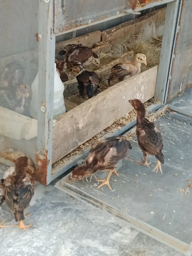 1 month aseel chicks for sale — photo 3