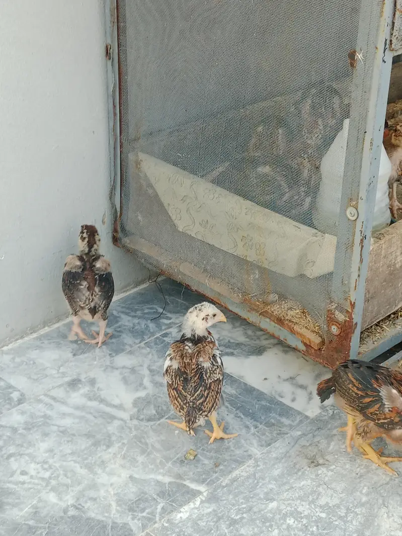1 month aseel chicks for sale — photo 4