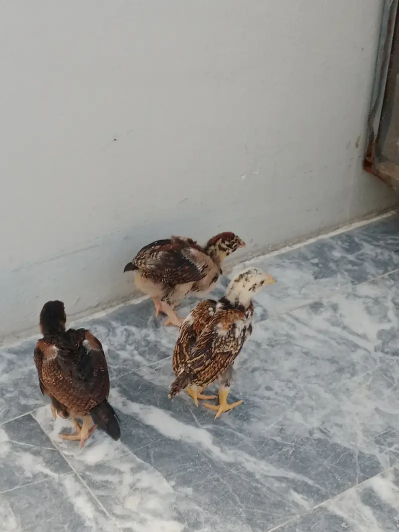 1 month aseel chicks for sale — photo 5