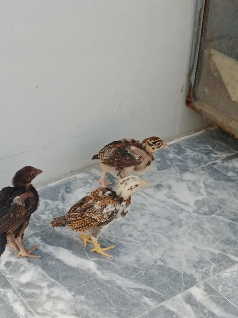 1 month aseel chicks for sale — photo 6