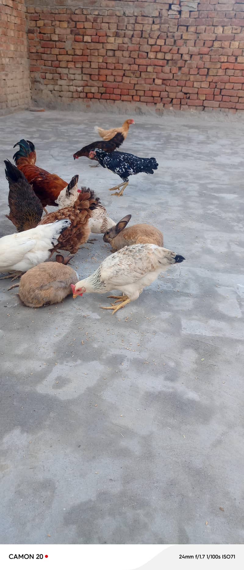 گولڈن مصری دیسی گھر  کی پلی مرغیاں برائے فروخت۔ 1