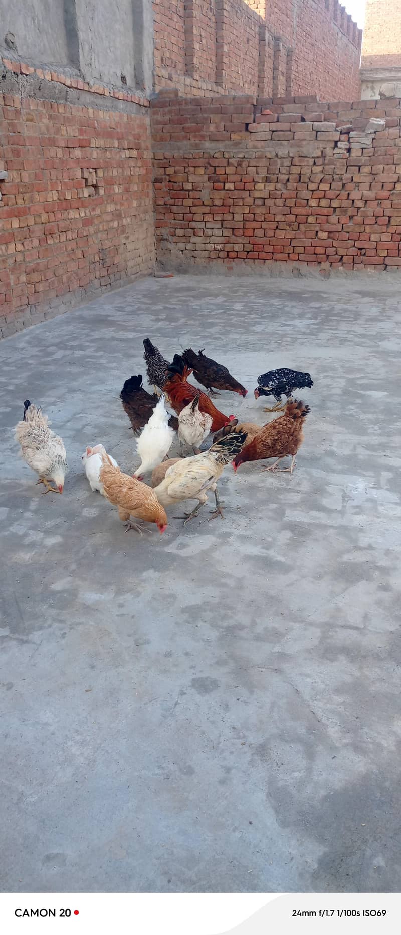 گولڈن مصری دیسی گھر  کی پلی مرغیاں برائے فروخت۔ 3