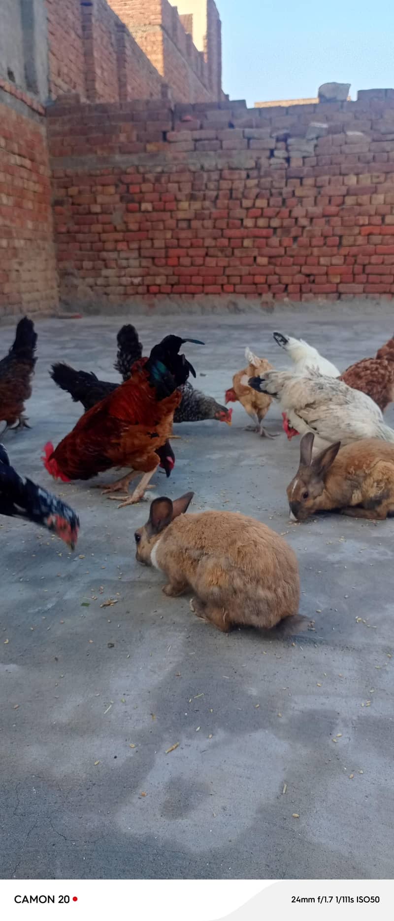 گولڈن مصری دیسی گھر  کی پلی مرغیاں برائے فروخت۔ 7