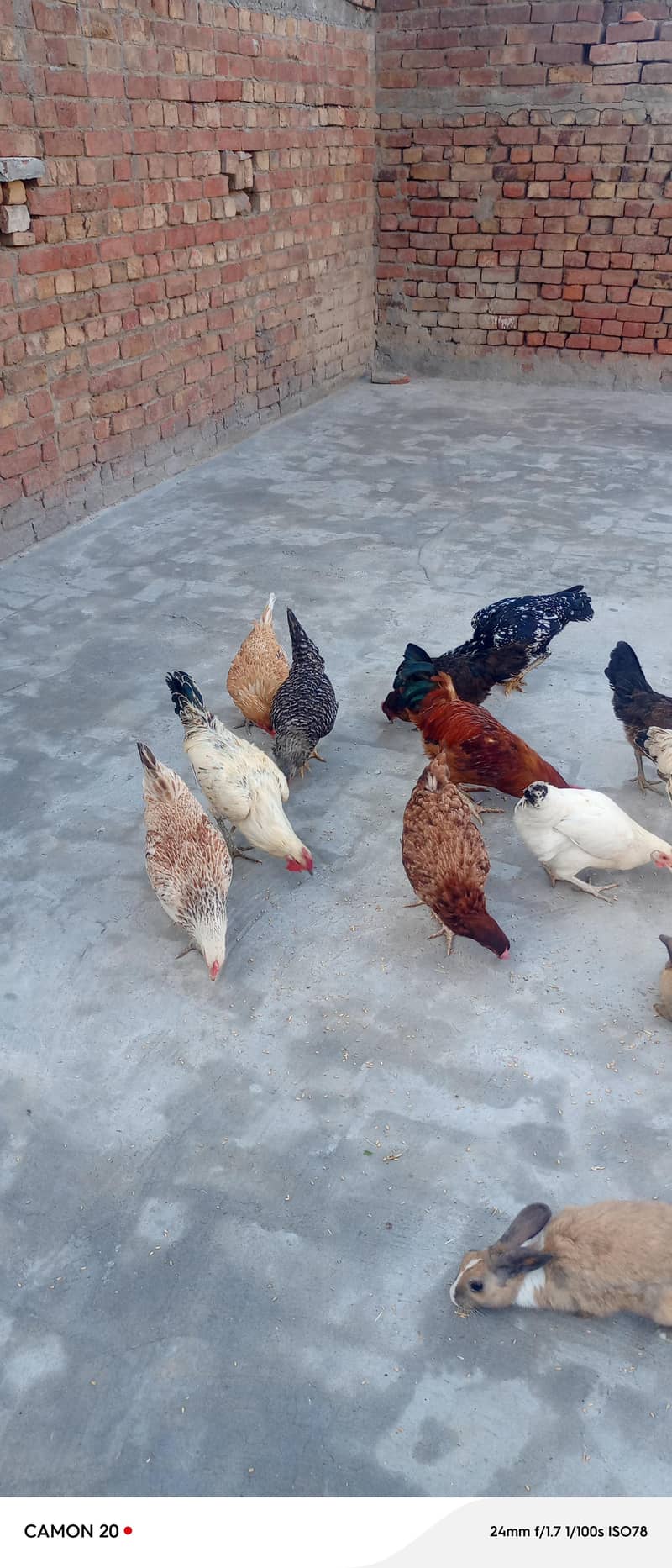 گولڈن مصری دیسی گھر  کی پلی مرغیاں برائے فروخت۔ 8