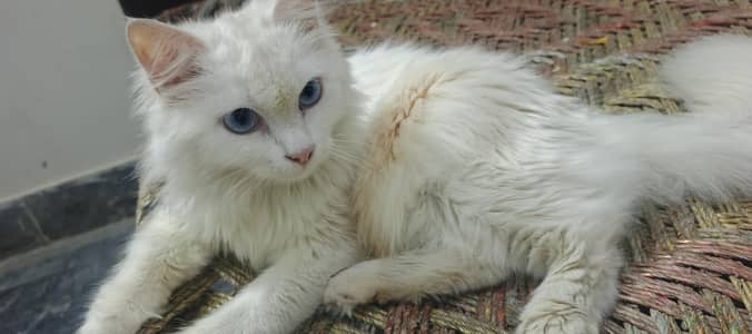 Both eyes are blue very loving cat