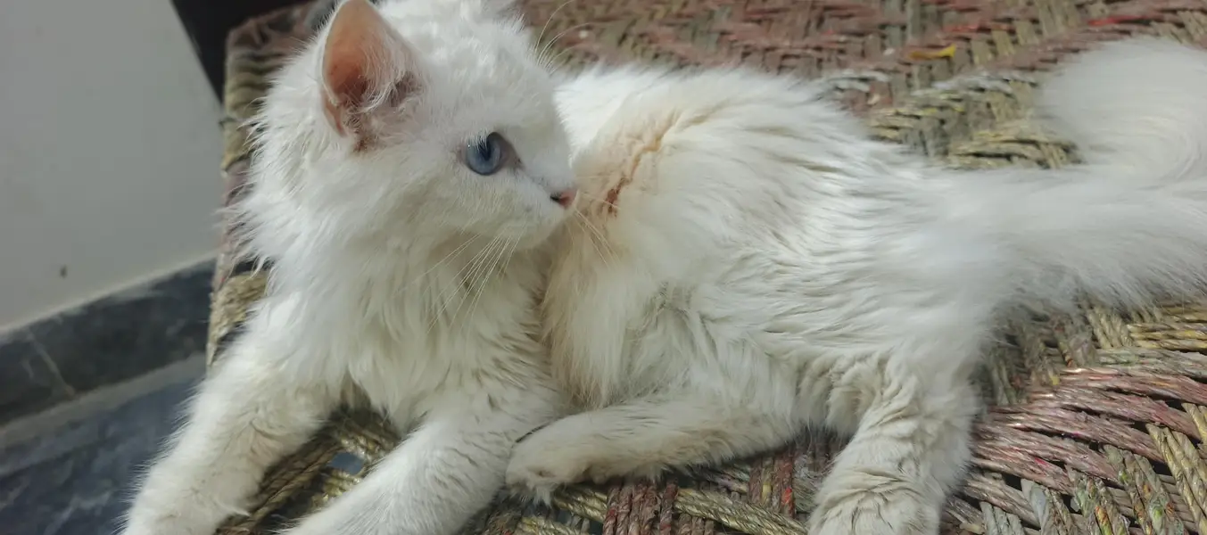 Both eyes are blue very loving cat — photo 3