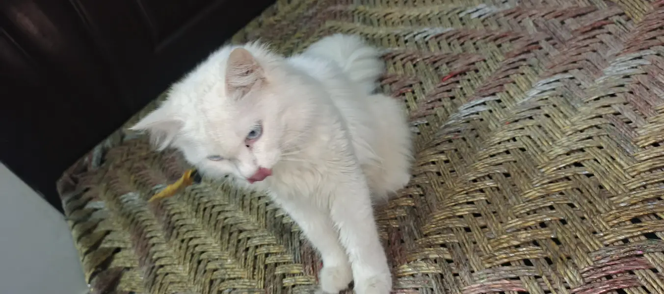 Both eyes are blue very loving cat — photo 4