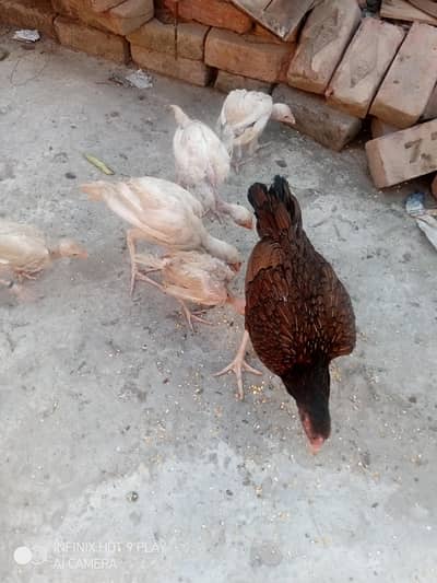 pure Heera assel chicks 7 chicks i brown mrugi high quality03024453110