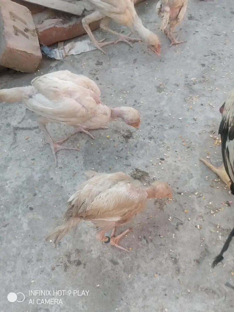 pure Heera assel chicks 6 chicks i brown mrugi high quality03024453110 — photo 2