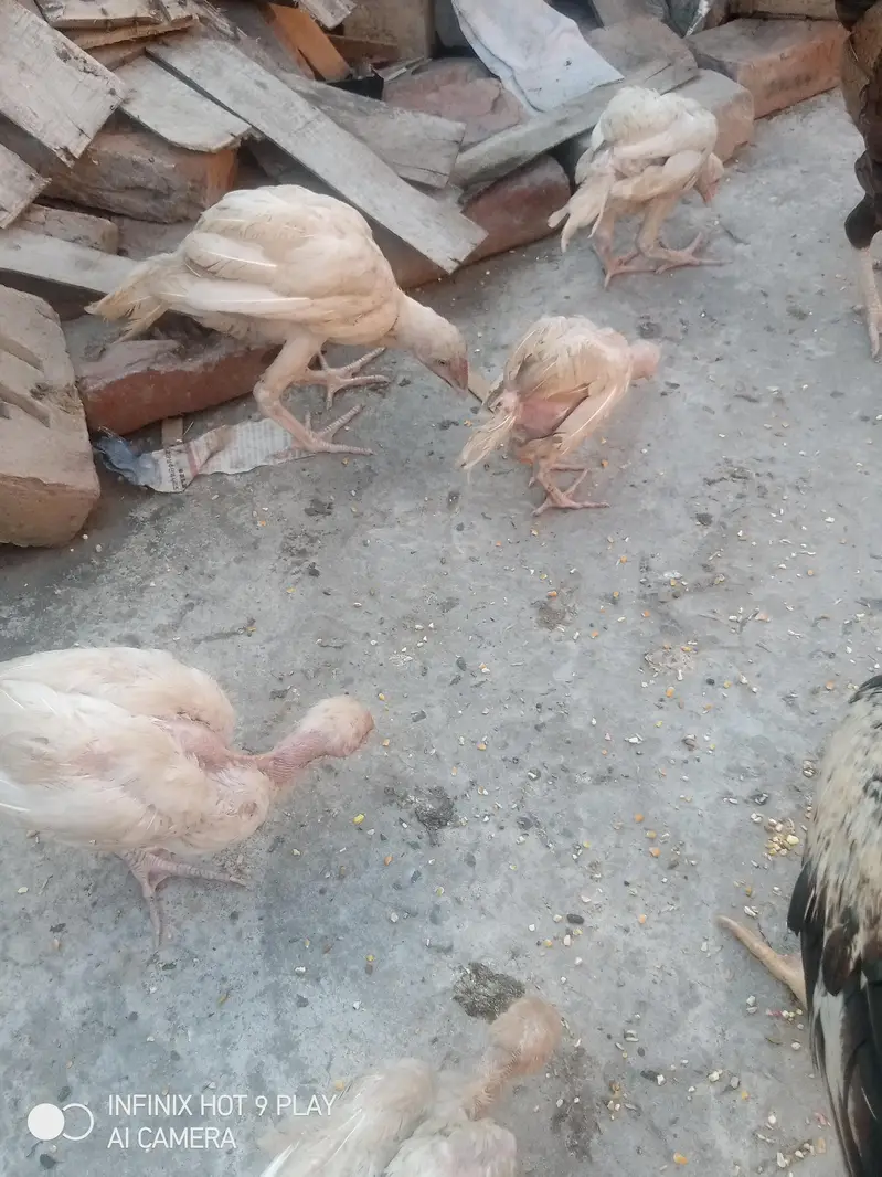pure Heera assel chicks 6 chicks i brown mrugi high quality03024453110 — photo 3