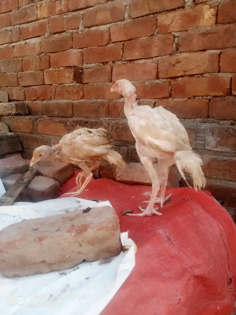 pure Heera assel chicks 6 chicks i brown mrugi high quality03024453110 — photo 4