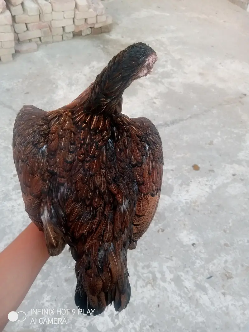 pure Heera assel chicks 6 chicks i brown mrugi high quality03024453110 — photo 5