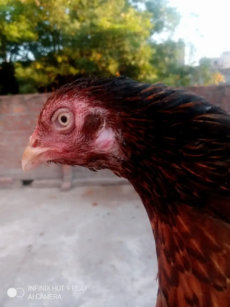 pure Heera assel chicks 6 chicks i brown mrugi high quality03024453110 — photo 6