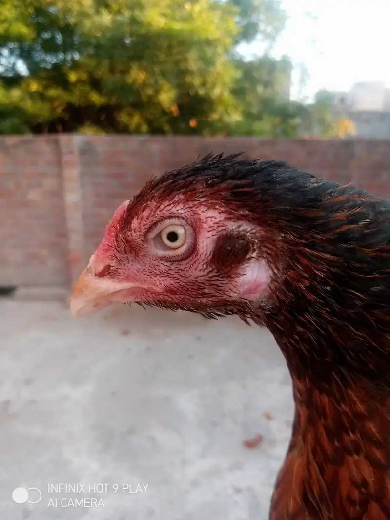 pure Heera assel chicks 6 chicks i brown mrugi high quality03024453110 — photo 7