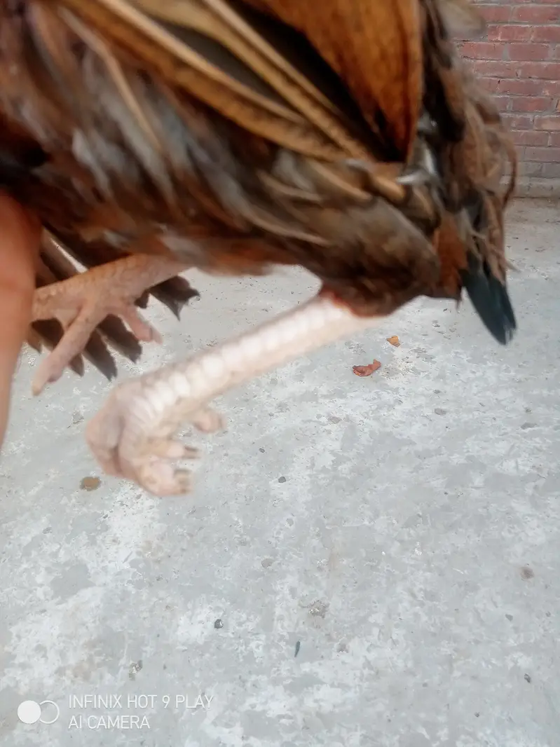 pure Heera assel chicks 6 chicks i brown mrugi high quality03024453110 — photo 8