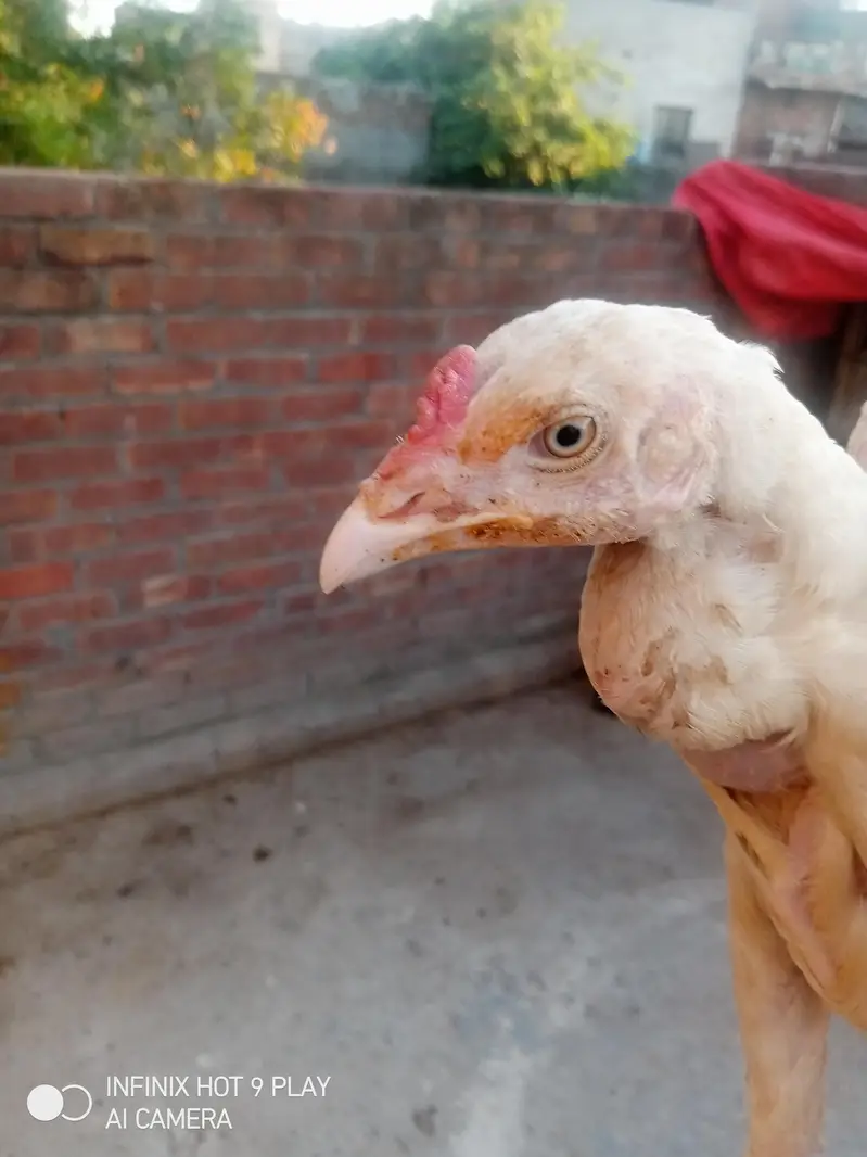 pure Heera assel chicks 6 chicks i brown mrugi high quality03024453110 — photo 9