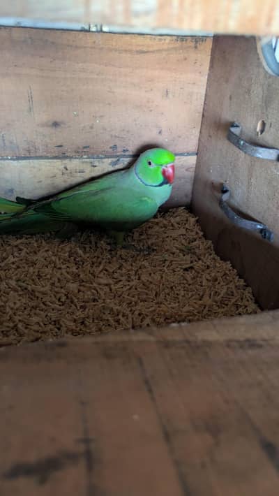 green ringneck