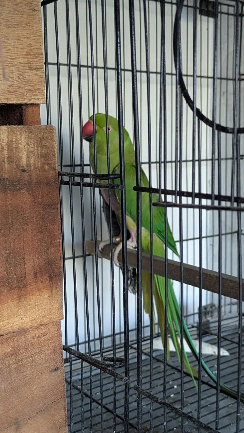 green ringneck — photo 2