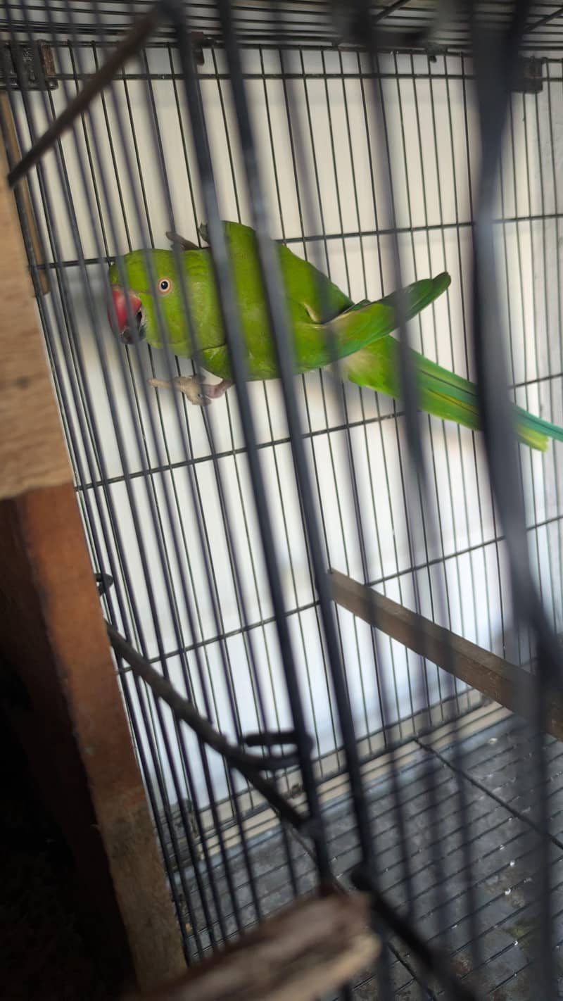 green ringneck 2