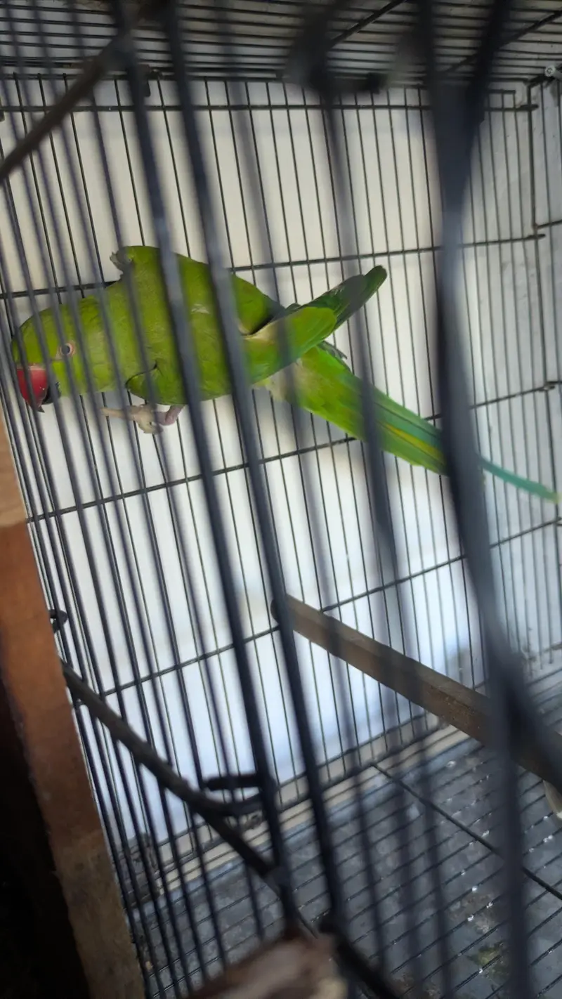 green ringneck — photo 4