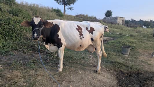 Holstein Friesian HF cow for sale