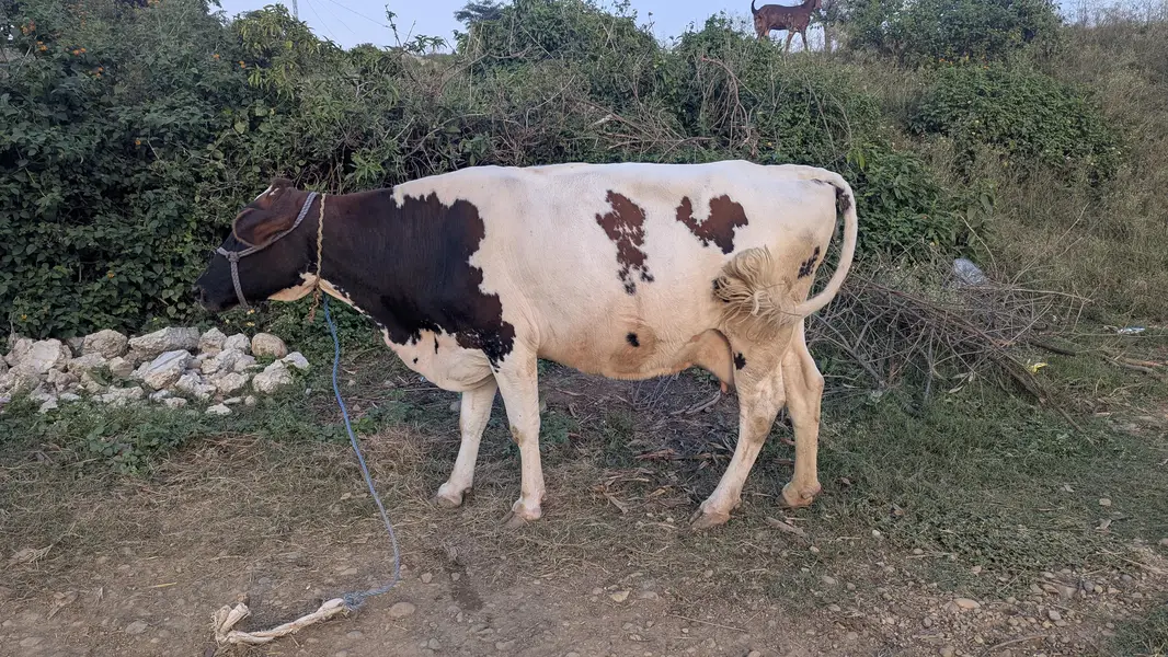 Holstein Friesian HF cow for sale — photo 2