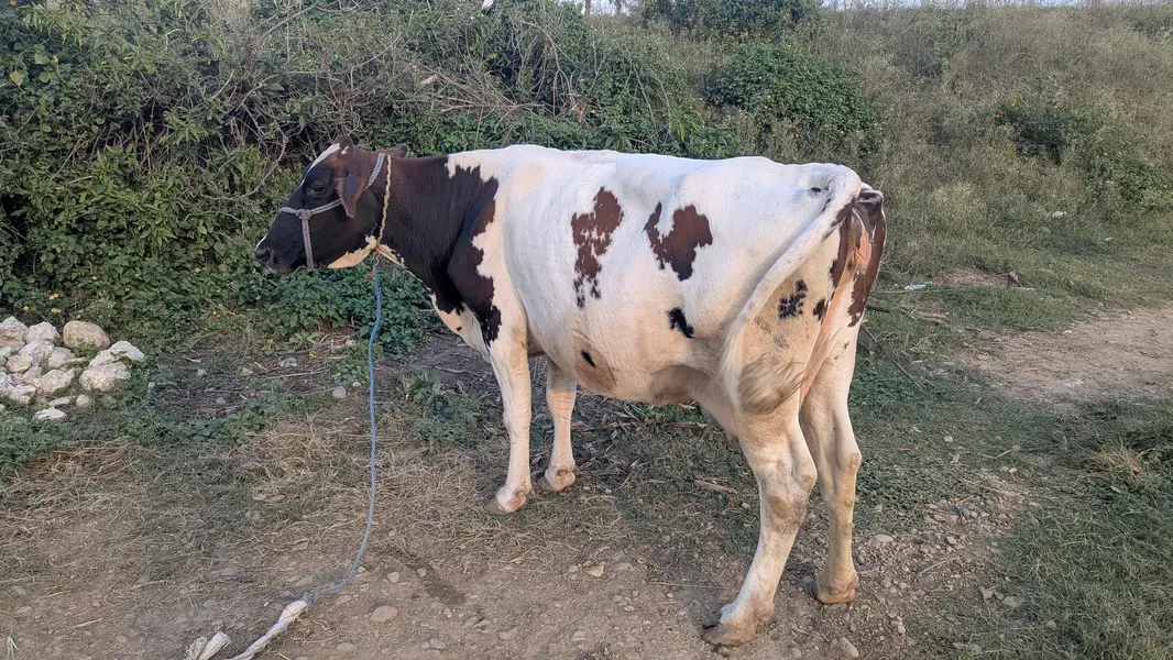 Holstein Friesian HF cow for sale — photo 3