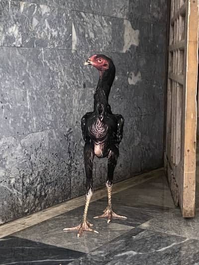 Pure shamo aseel for sell