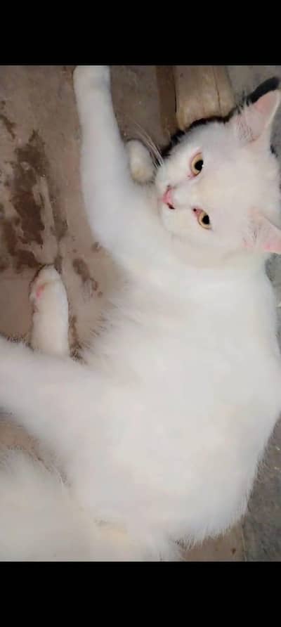 persian cats
