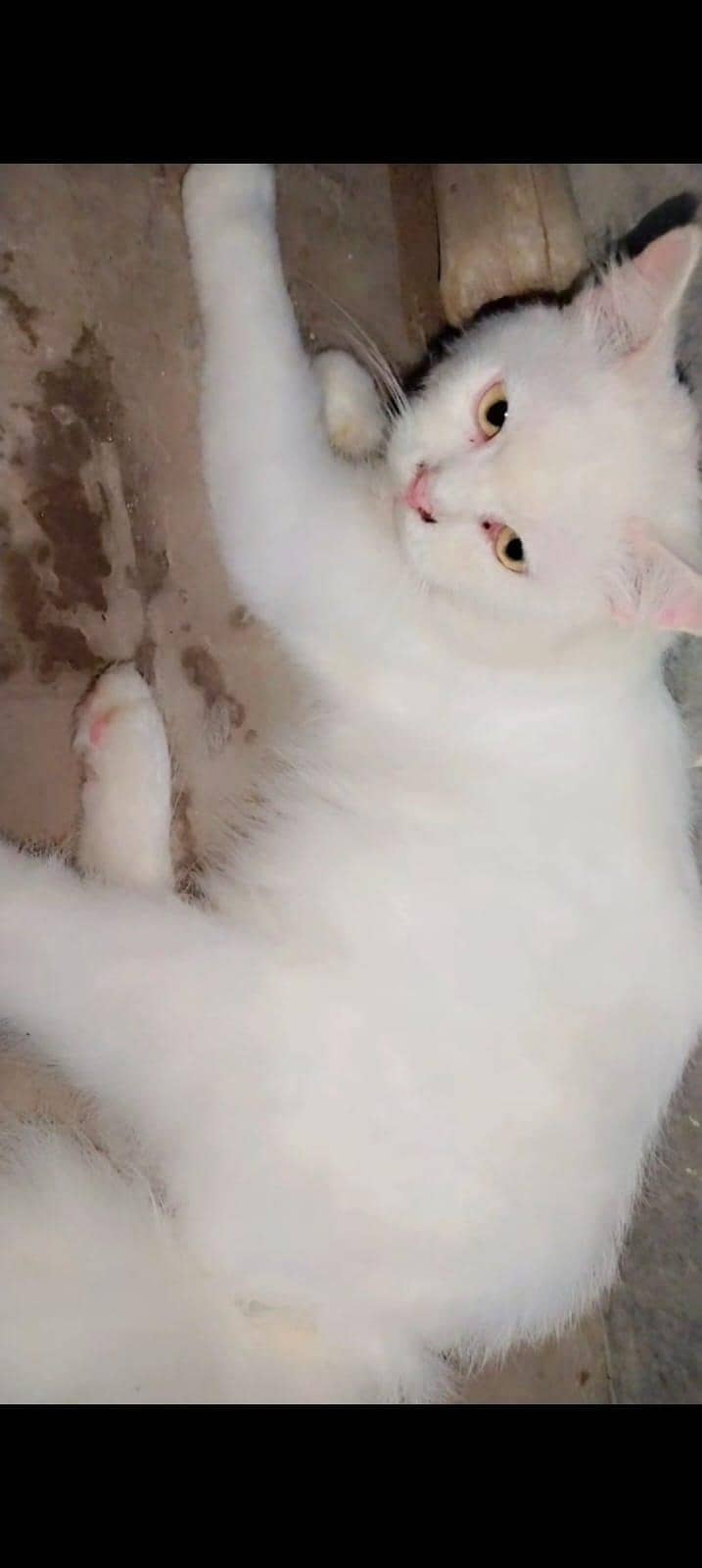 persian cats 0