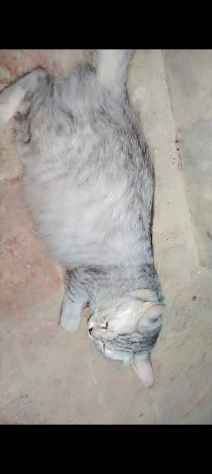 persian cats 1