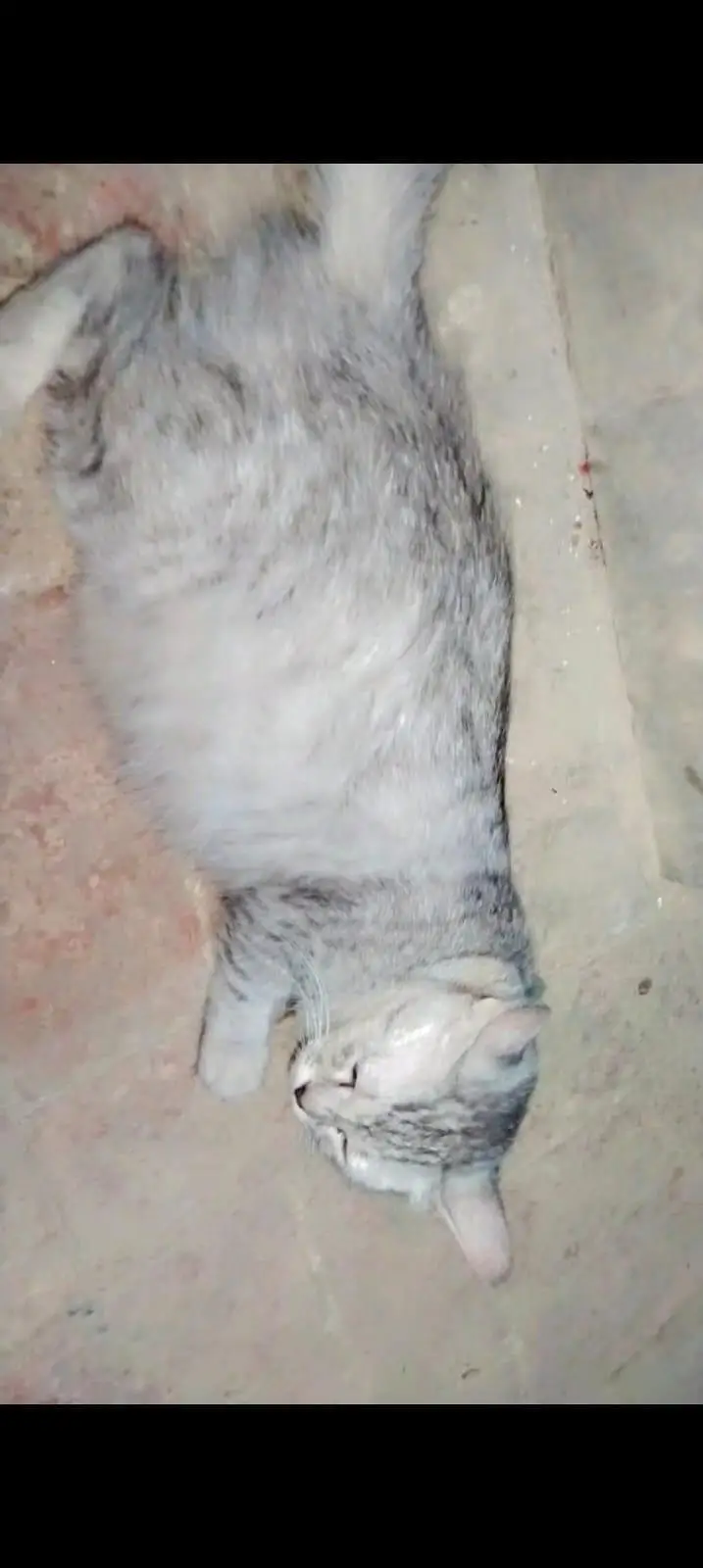 persian cats — photo 2
