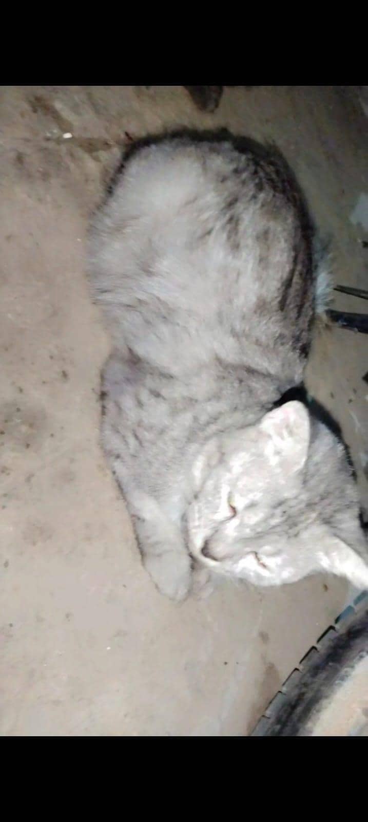 persian cats 2
