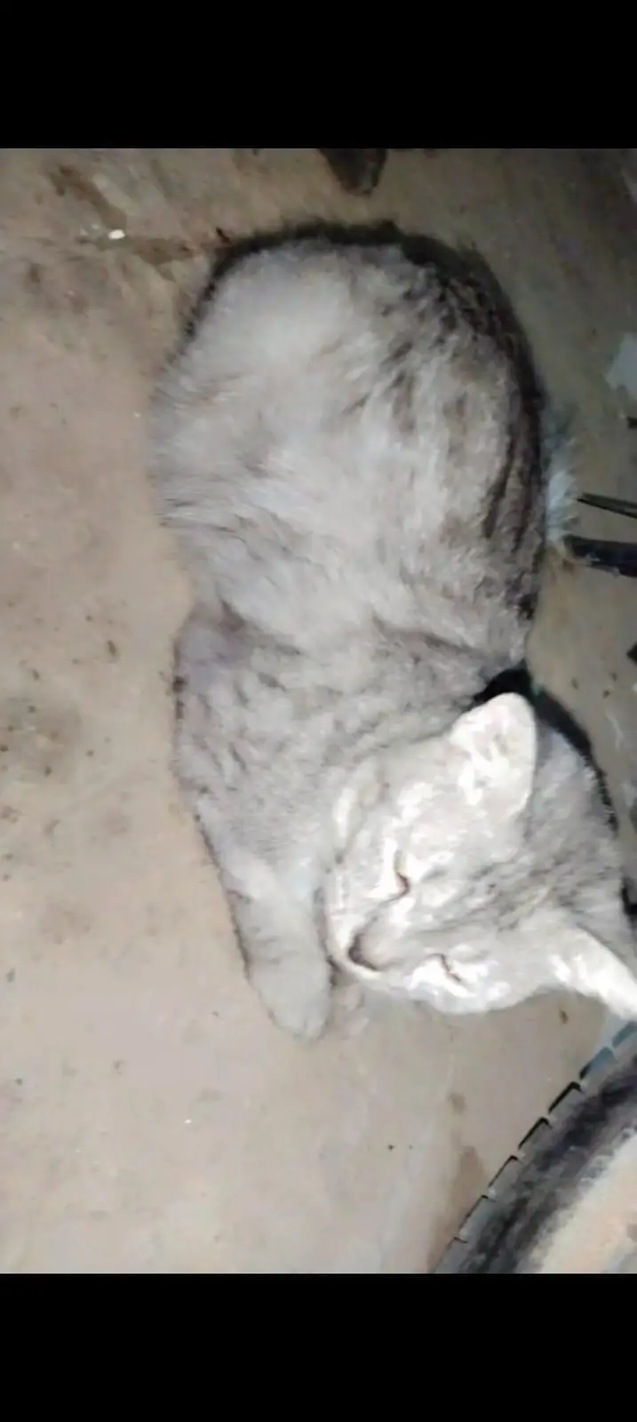 persian cats — photo 3