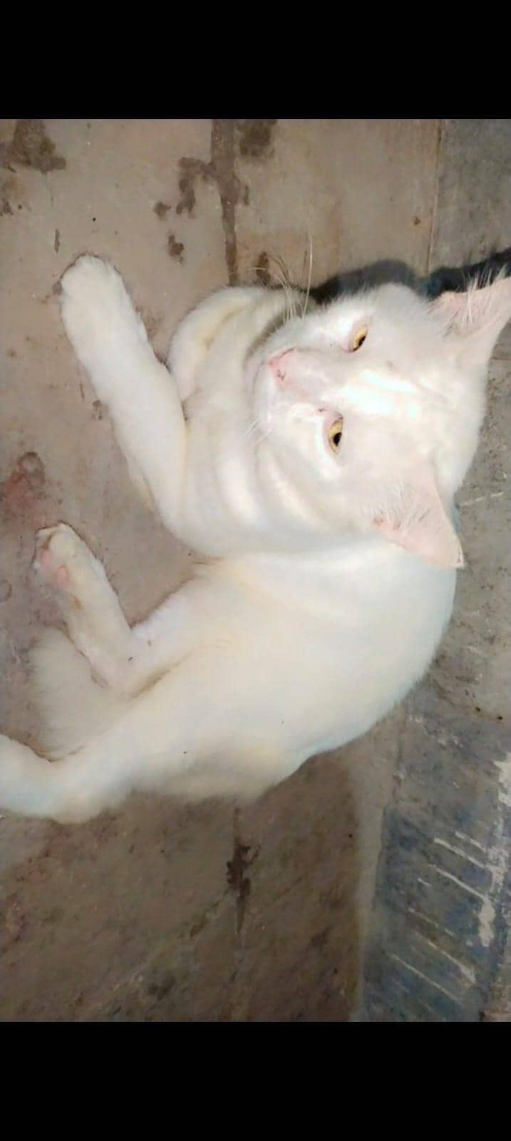 persian cats 3