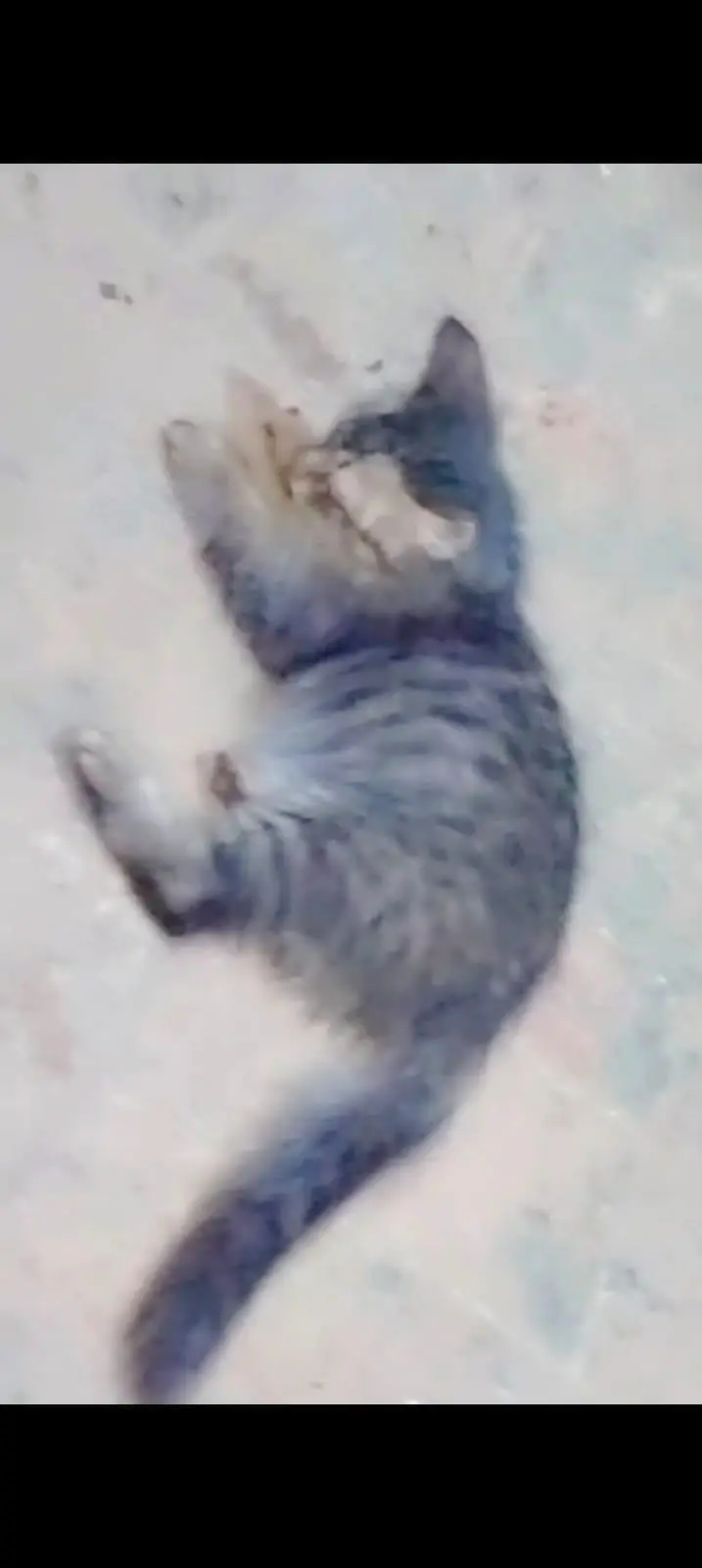 persian cats — photo 5