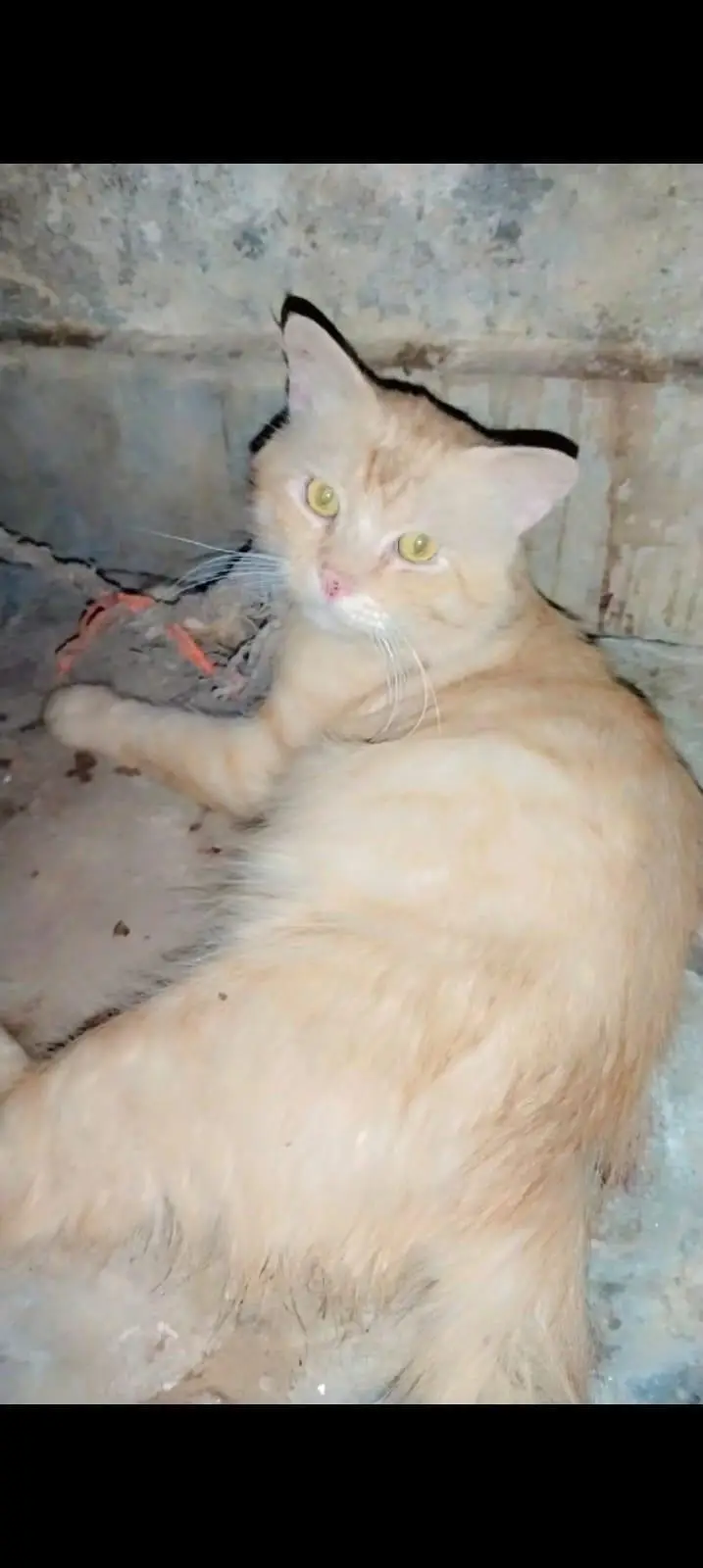 persian cats — photo 6