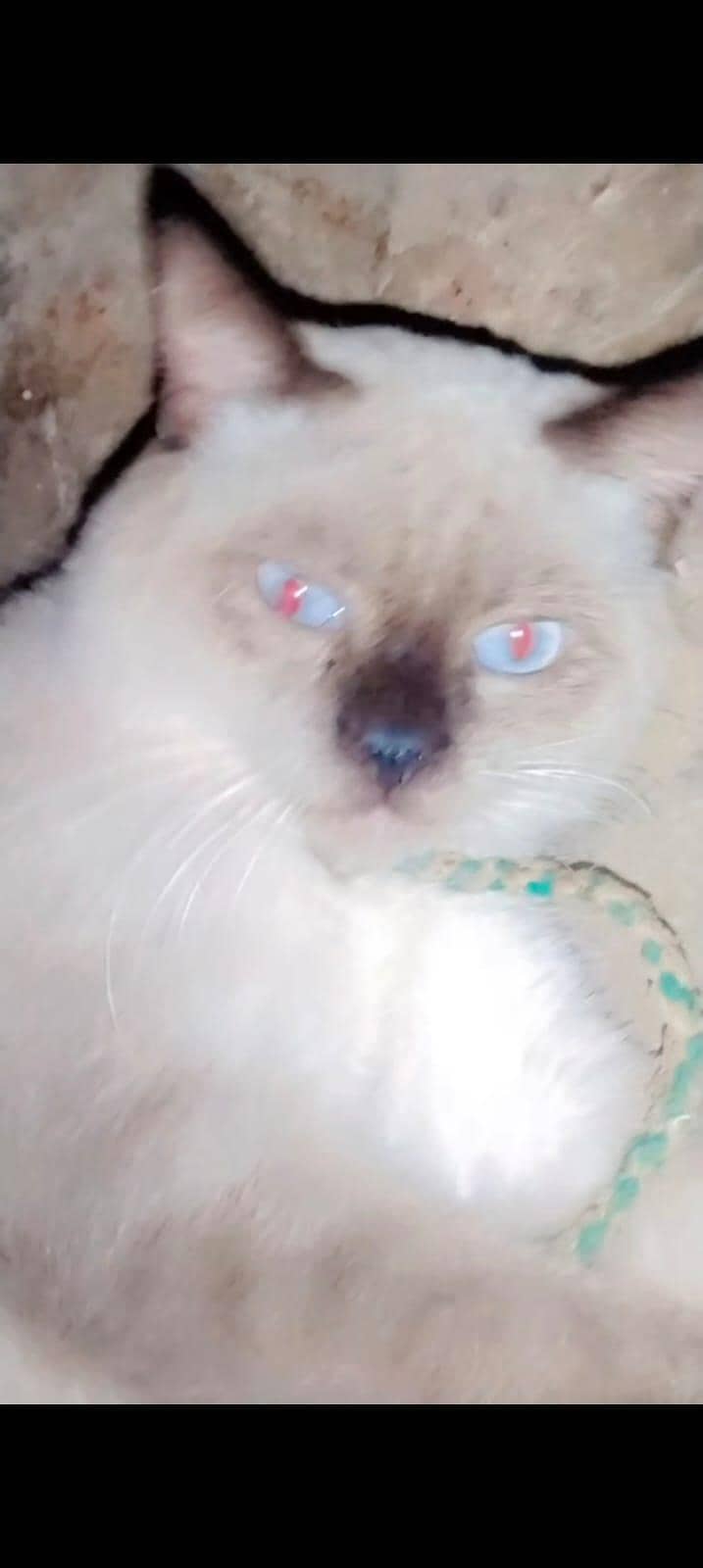 persian cats 6