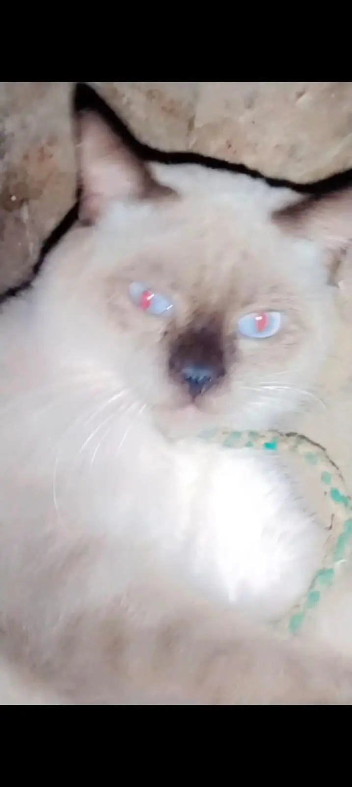 persian cats — photo 7