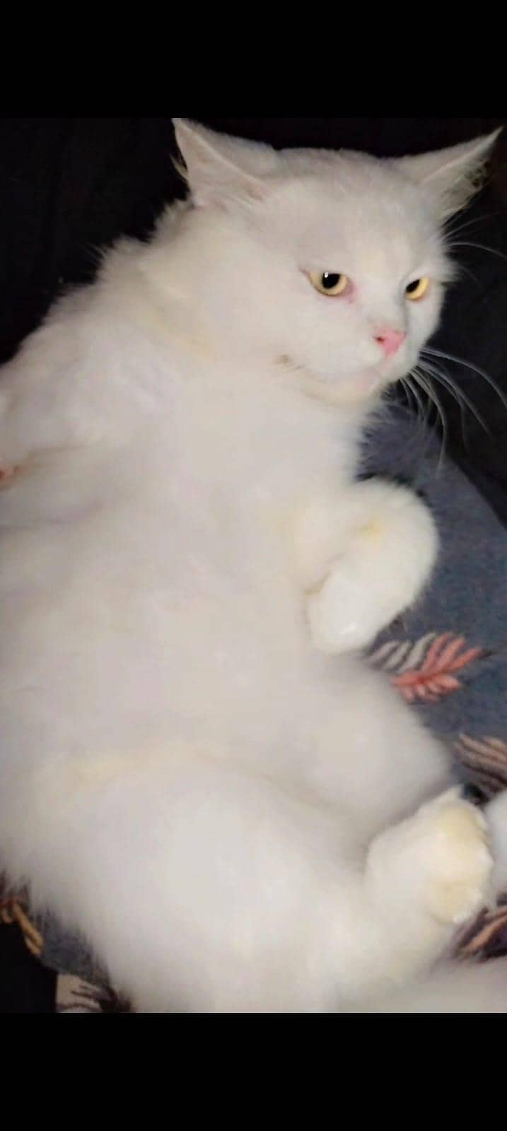 persian cats 7